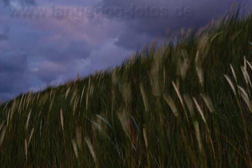 langeoog-duenengras-EN4131