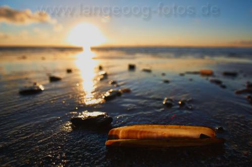 langeoog-muschel-EN4270