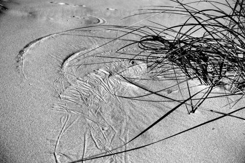 strandhafer-malerei-EN802